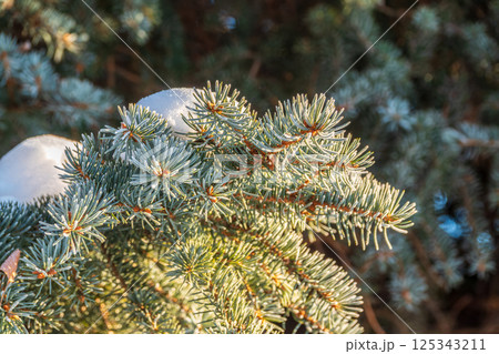 Green fir branches in winter covered with snow Green fir branches in winter covered with snow 125343211