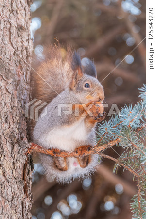 The squirrel with nut sits on tree in the winter or late autumn 125343220