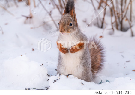 Portrait of a squirrel in winter on white snow background Portrait of a squirrel in winter on white snow background 125343230