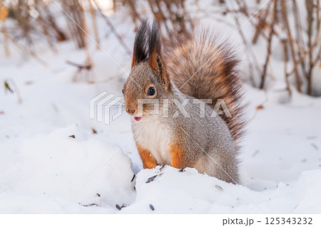 Portrait of a squirrel in winter on white snow background 125343232