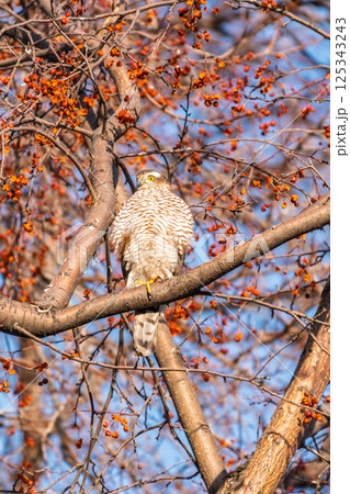 A Eurasian sparrowhawk perched on a branch of a tree outdoors. 125343243