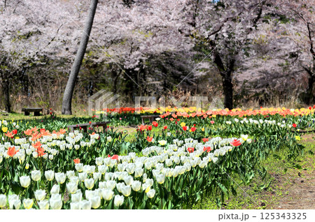 いこいの村 森林公園 チューリップ畑 いこいの村 森林公園 チューリップ畑 125343325