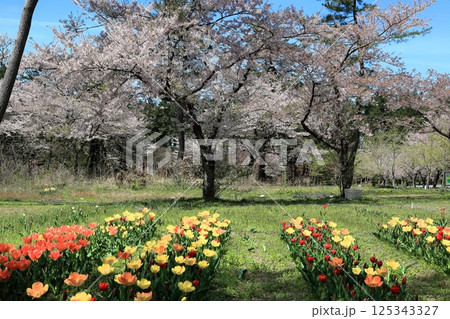 いこいの村 森林公園 チューリップ畑 いこいの村 森林公園 チューリップ畑 125343327