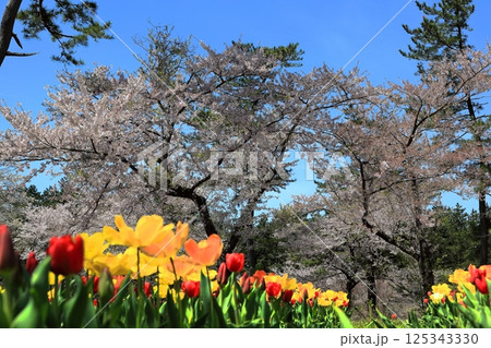 いこいの村 森林公園 チューリップ畑 いこいの村 森林公園 チューリップ畑 125343330