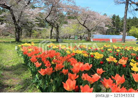 いこいの村 森林公園 チューリップ畑 125343332