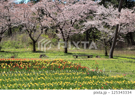 いこいの村 森林公園 チューリップ畑 125343334