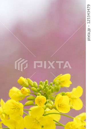 春の光に包まれた菜の花　ふんわり　ピンク背景 125343479