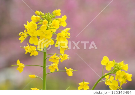 春の光に包まれた菜の花　ふんわり　ピンク背景 125343494