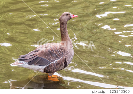 Greater White-fronted Goose (Anser albifrons) standing on the green shore of the pond. 125343509
