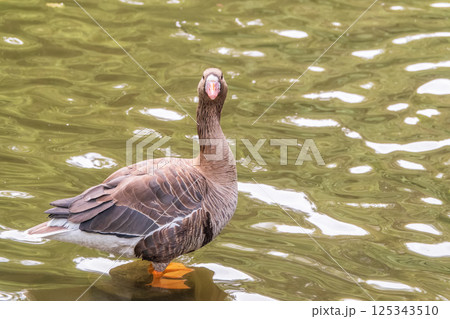 Greater White-fronted Goose (Anser albifrons) standing on the green shore of the pond. 125343510