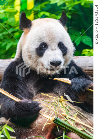 The Giant Panda Bear sits while eating a bamboo stalk The Giant Panda Bear sits while eating a bamboo stalk 125343514