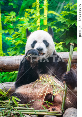 The Giant Panda Bear sits while eating a bamboo stalk 125343515
