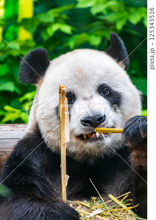The Giant Panda Bear sits while eating a bamboo stalk 125343516