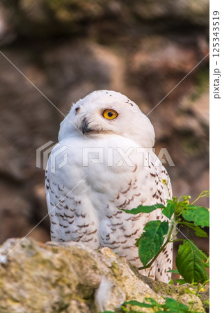 A snowy owl sits on a rock cliff. 125343519