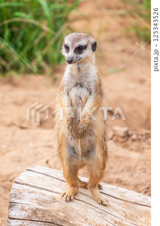 Meerkat, Suricata suricatta, on hind legs. Portrait of meerkat standing on hind legs with alert expression. Portrait of a funny meerkat sitting on its hind legs. 125343526