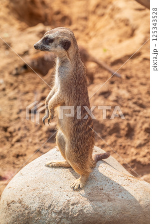 Meerkat, Suricata suricatta, on hind legs. Portrait of meerkat standing on hind legs with alert expression. Portrait of a funny meerkat sitting on its hind legs. 125343528