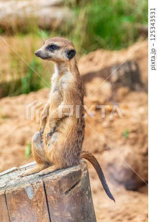 Meerkat, Suricata suricatta, on hind legs. Portrait of meerkat standing on hind legs with alert expression. Portrait of a funny meerkat sitting on its hind legs. Meerkat, Suricata suricatta, on hind legs. Portrait of meerkat standing on hind legs with alert expression. Portrait of a funny meerkat sitting on its hind legs. 125343531