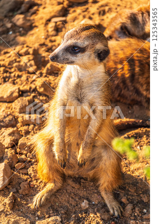 Meerkat, Suricata suricatta, on hind legs. Portrait of meerkat standing on hind legs with alert expression. Portrait of a funny meerkat sitting on its hind legs. 125343565