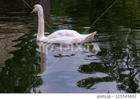 A graceful white swan swimming on a lake with dark water. The white swan is reflected in the water 125343602