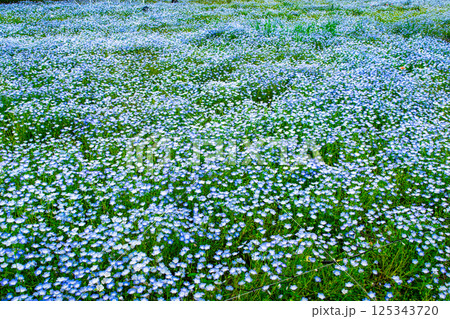 東京都足立区　舎人公園　ネモフィラ花壇 125343720