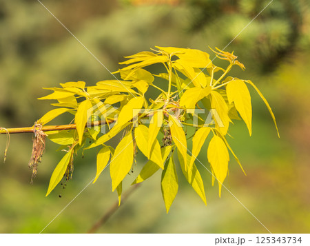 Acer negundo, Box elder, boxelder, ash-leaved and maple ash, Manitoba, elf, ashleaf maple male inflorescences and flowers on branch outdoor. 125343734