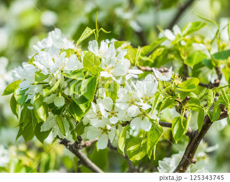 White blossoming apple trees. White apple tree flowers White blossoming apple trees. White apple tree flowers 125343745