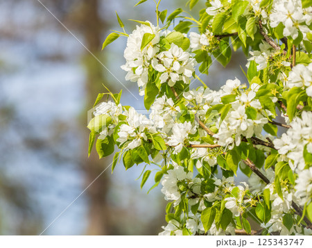 White blossoming apple trees. White apple tree flowers 125343747