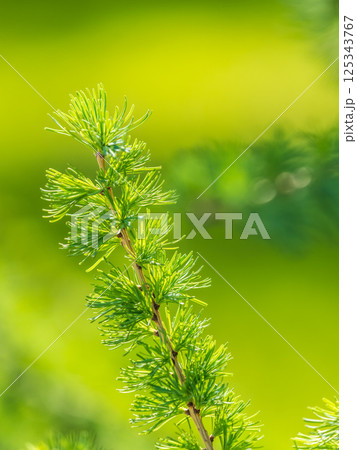 Young branches of larch. Closeup of green larch young needles. Young branches of larch. Closeup of green larch young needles. 125343767