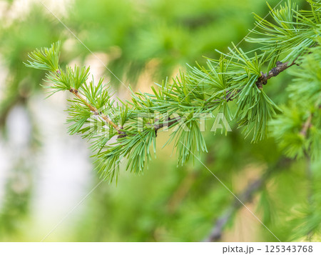 Young branches of larch. Closeup of green larch young needles. 125343768