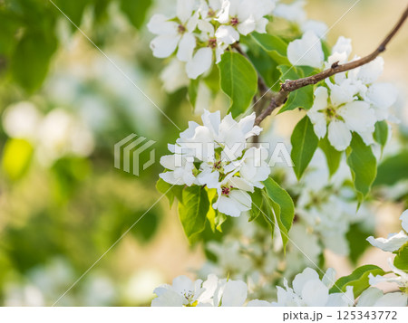 White blossoming apple trees in the sunset light. Spring season, spring colors. 125343772