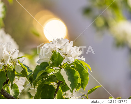 White blossoming apple trees in the sunset light. Spring season, spring colors. 125343773