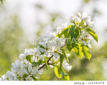 White blossoming apple trees in the sunset light. Spring season, spring colors. 125343779