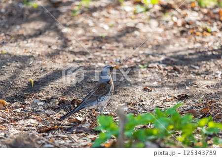 Wood bird Fieldfare, Turdus pilaris, on a sprng lawn. Wood bird Fieldfare, Turdus pilaris, on a sprng lawn. 125343789