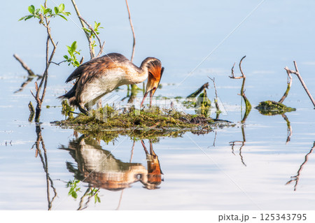 Great Crested Grebe, Podiceps cristatus, water bird sitting on the nest, nesting time on the green lake Great Crested Grebe, Podiceps cristatus, water bird sitting on the nest, nesting time on the green lake 125343795
