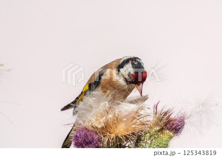 European goldfinch, feeding on the seeds of thistles. Carduelis carduelis. 125343819