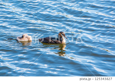 The waterfowl bird, great crested grebe with chick, swimming in the lake. 125343827