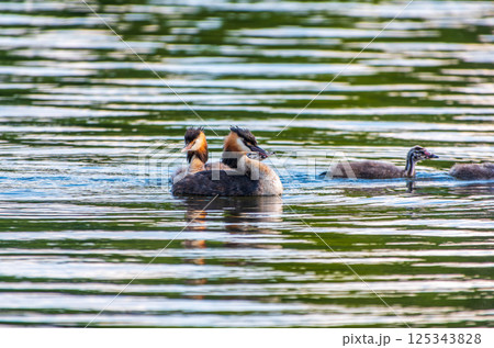 The waterfowl bird, great crested grebe with chick, swimming in the lake. 125343828