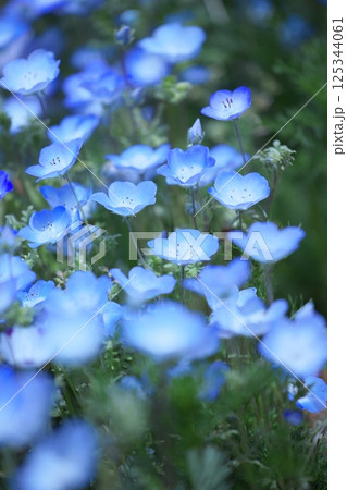 ネモフィラの可愛い花達 ネモフィラの可愛い花達 125344061