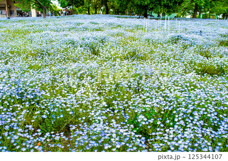 東京都足立区 舎人公園 ネモフィラ花壇 東京都足立区 舎人公園 ネモフィラ花壇 125344107