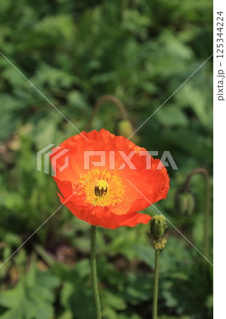 赤いポピーの花 125344224