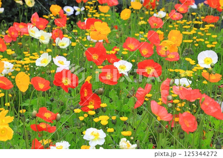 色とりどりのポピー 125344272