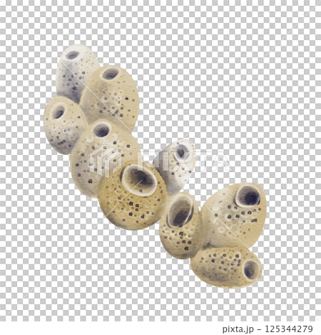 Sea sponge. underwater multicellular animal. part of the reef and coral. beautiful sea coral. Watercolor illustration without background. hand drawing. High quality illustration Sea sponge. underwater multicellular animal. part of the reef and coral. beautiful sea coral. Watercolor illustration without background. hand drawing. High quality illustration 125344279