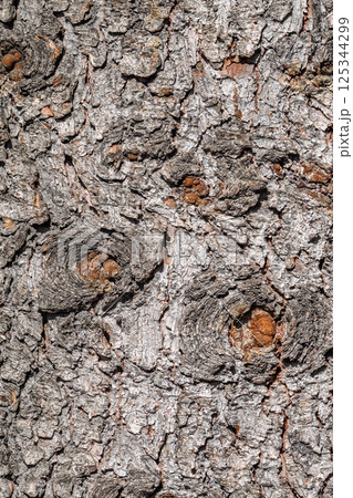 Bark texture and background of a old fir tree trunk. Detailed bark texture. Natural background Bark texture and background of a old fir tree trunk. Detailed bark texture. Natural background 125344299