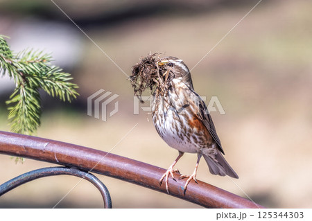 Wood bird Redwing, Turdus iliacus holds dry grass in its beak. Thrush collects grass for its nest. 125344303