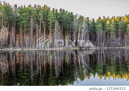 Calm lake with green trees on the shore and a beautiful reflection. Summer landscape. 125344312