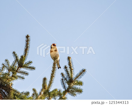 The European goldfinch or simply the goldfinch, Carduelis carduelis, sits on a branch in spring on green background. The European goldfinch in wildlife. The European goldfinch or simply the goldfinch, Carduelis carduelis, sits on a branch in spring on green background. The European goldfinch in wildlife. 125344313