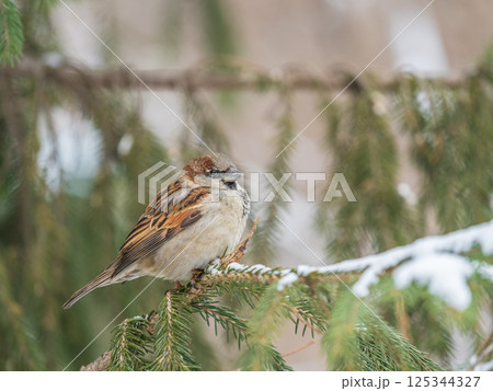 Sparrow sits on a fir branch in the sunset light. 125344327