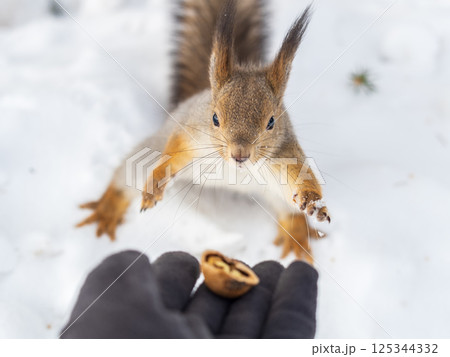 Squirrel eats nuts from a man's hand. Caring for animals in winter or autumn. Squirrel eats nuts from a man's hand. Caring for animals in winter or autumn. 125344332