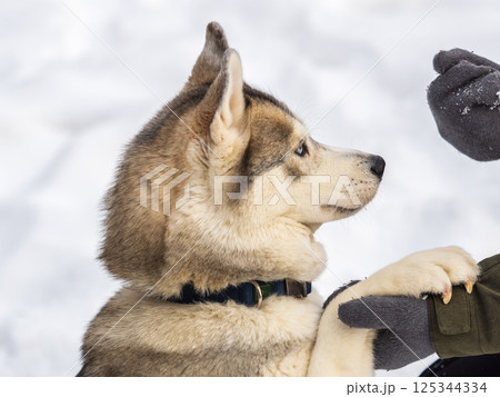 Portrait of the Siberian Husky dog black and white colour with blue eyes in winter. 125344334
