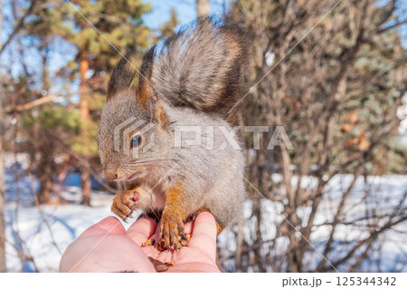 Squirrel eats nuts from a man's hand. Caring for animals in winter or autumn. Squirrel eats nuts from a man's hand. Caring for animals in winter or autumn. 125344342